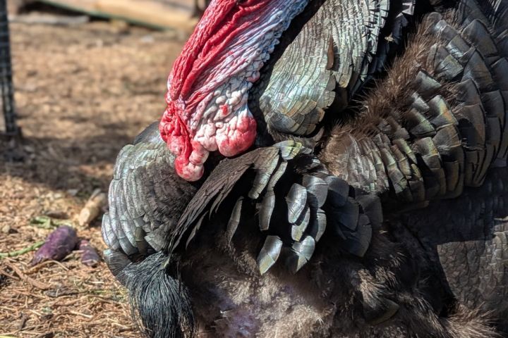 close up of turkey