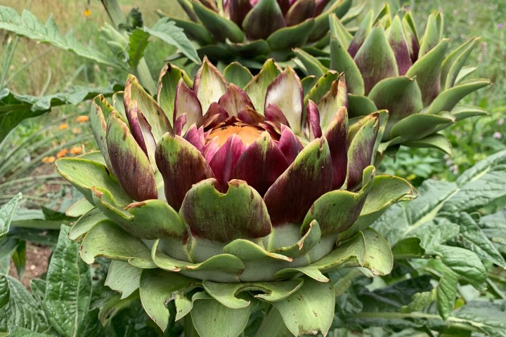 a close up of a flower garden