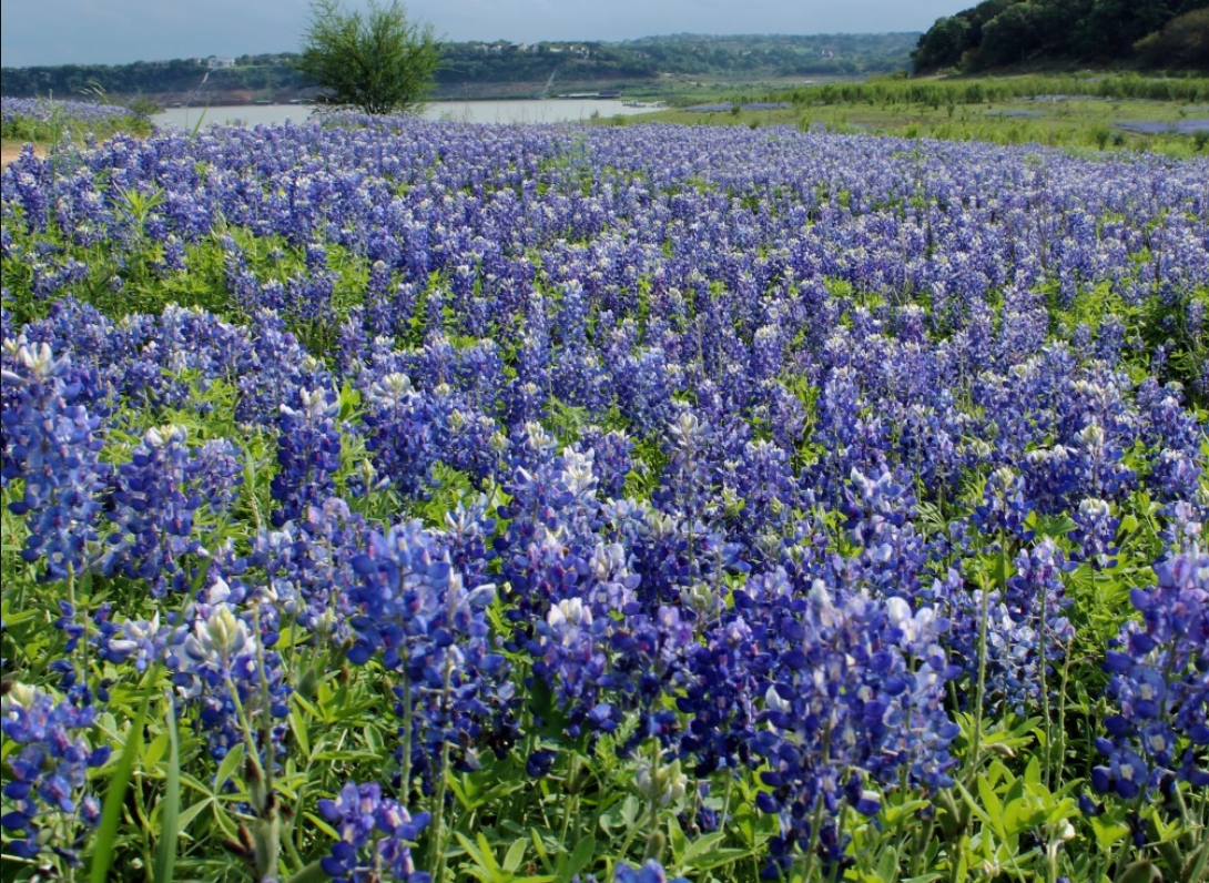 April in Austin: What to Do, Where to Go!